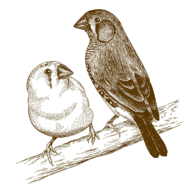 engraving  illustration of two japanese finches - Vetor, Imagem