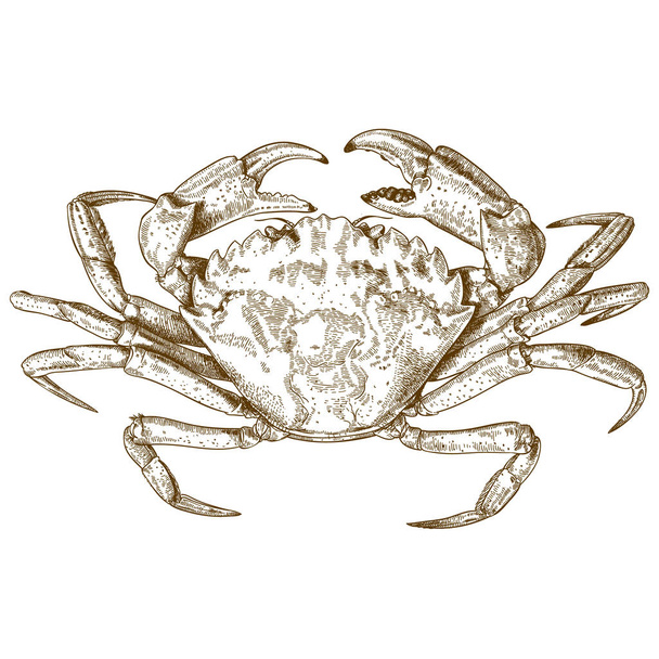 Gravure van illustratie van krab - Vector, afbeelding