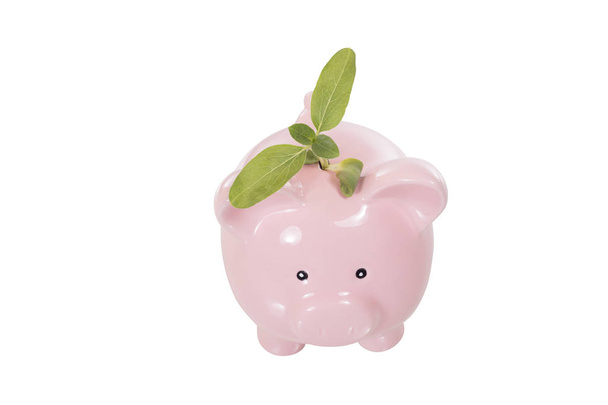 Piggy bank egy fiatal, friss zöld növény - Fotó, kép