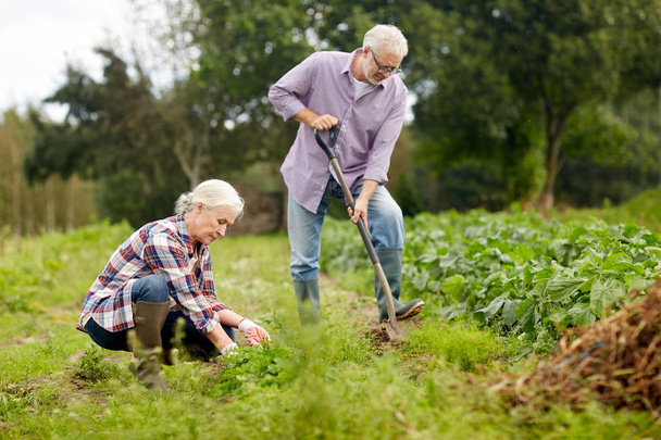 senior couple working in garden or at summer farm - Фото, зображення