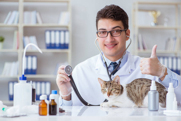 定期的な検査のための猫の訪問獣医 - 写真・画像