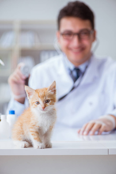 Кішка, що відвідує ветеринара для регулярного огляду
 - Фото, зображення
