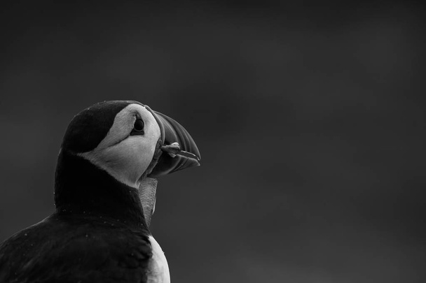 Atlantik martı kuşu - Fotoğraf, Görsel