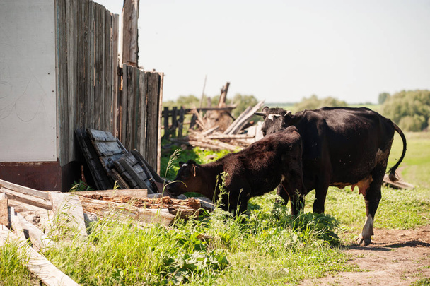 Cows in the village! - Foto, Bild