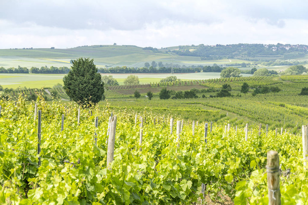 winegrowing around Loerzweiler - Foto, Imagem
