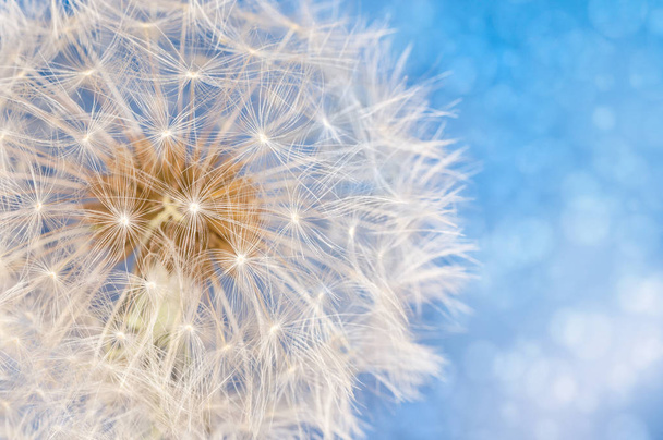 Pampeliška květ s míčem semena - Fotografie, Obrázek