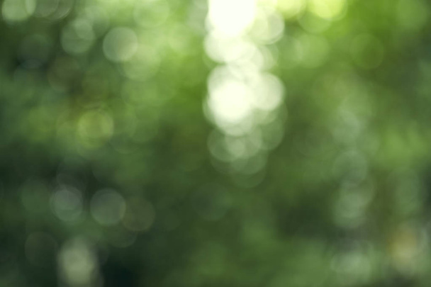 bokeh background of the summer forest - Photo, Image