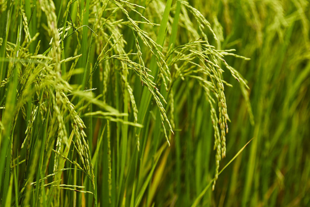 a rizs mezők - Fotó, kép