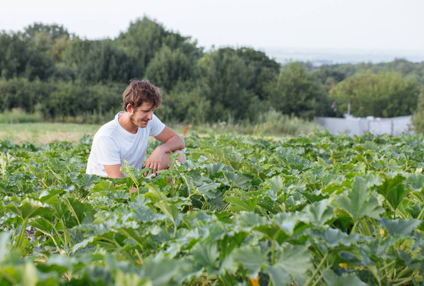 Farmer sitting on the zucchini field at organic farm - Фото, изображение