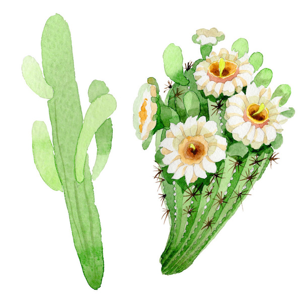 Wildflower carnegiea květina ve stylu akvarelu, samostatný. - Fotografie, Obrázek