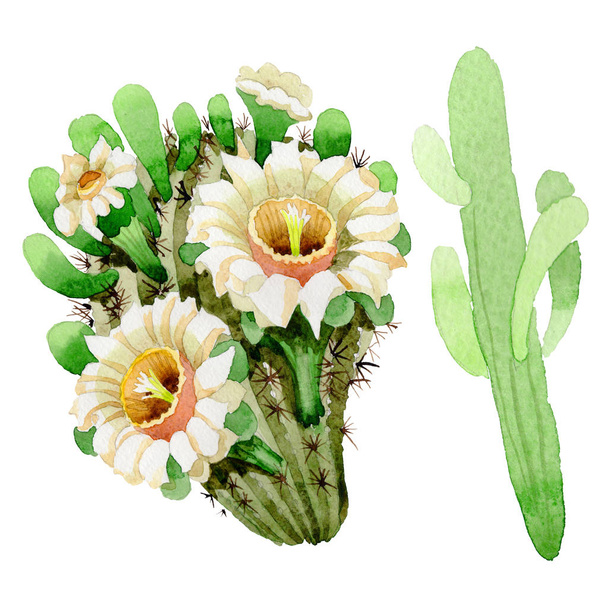 Wildflower carnegiea flower in a watercolor style isolated. - Foto, Imagem