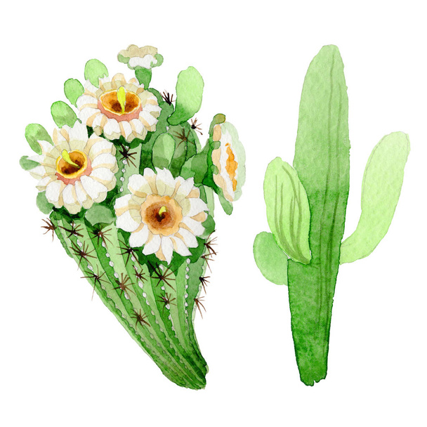 Wildflower carnegiea flower in a watercolor style isolated. - Фото, зображення