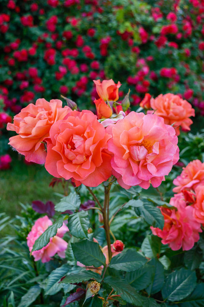 üppiger Strauch leuchtend pinkfarbener Rosen auf einem Hintergrund der Natur.  - Foto, Bild
