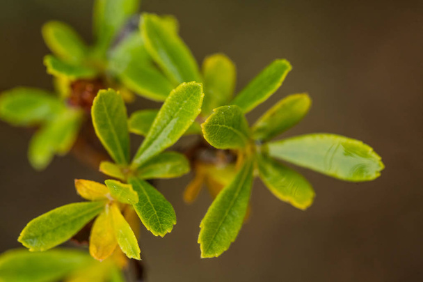 Beautiful, fresh, vibrant leaves of a bog myrtle after the rain. Shallow depth of field closeup macro photo. - 写真・画像