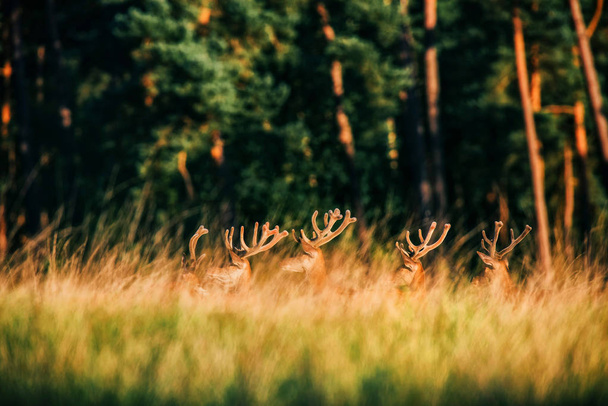 Рога группы красных оленей
  - Фото, изображение
