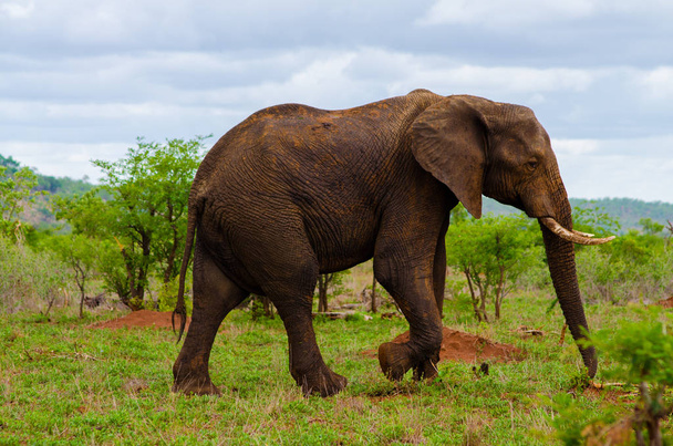 Elefant geht langsam - Foto, Bild