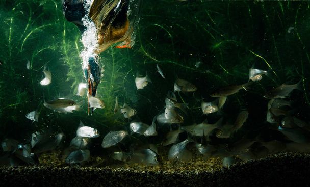 Обыкновенный зимородок ловит рыбу
 - Фото, изображение
