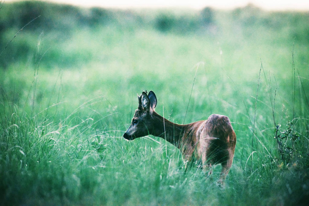 Roe deer looking for food   - Фото, изображение