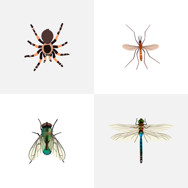Realistic Housefly, Gnat, Damselfly And Other Vector Elements. Set Of Insect Realistic Symbols Also Includes Housefly, Arachnid, Insect Objects. - Vecteur, image