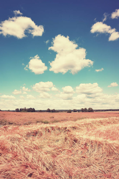 Vintage toned picture of a summer field - Photo, Image