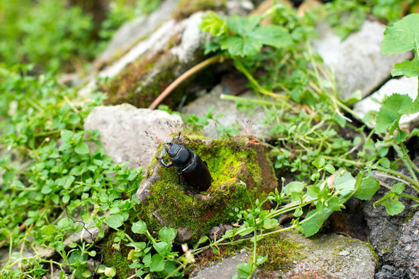Closeup of common stag beetle female (Lucanus =us) in natural habitat
 - Foto, Imagem