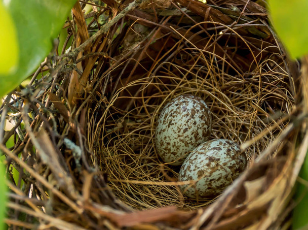 Cardinal eggs in a nest - Photo, Image