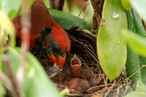 Férfi bíboros újszülött madarak eszik - Fotó, kép