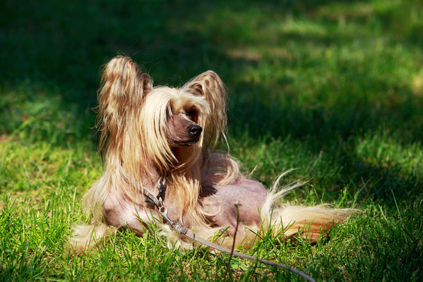 Hondenras Chinese Crested - Foto, afbeelding