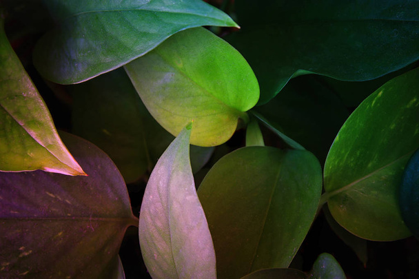 image of tropical leaves dark floral background - Foto, Bild