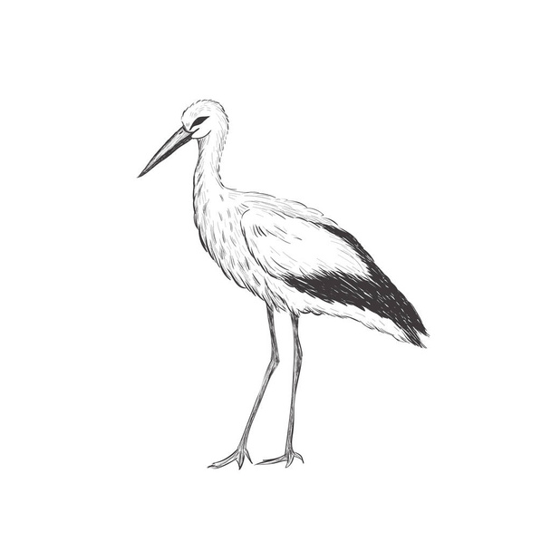 Stork sketch vector illustration.  - Vector, afbeelding