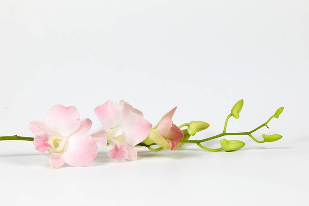 bunte Orchideenblume - Foto, Bild