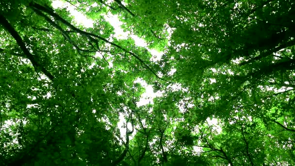 Πουλιά τραγουδούν σε ένα καταπράσινο δάσος - Πλάνα, βίντεο
