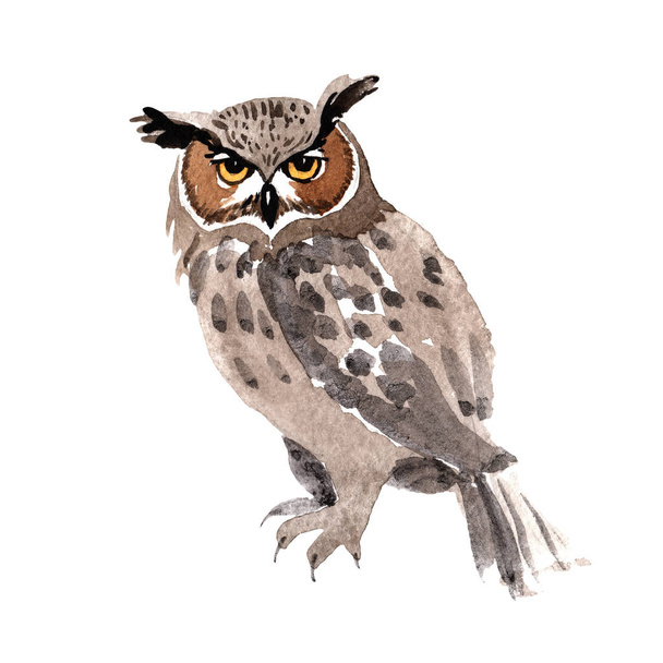 Sky bird owl in a wildlife by watercolor style isolated. - Photo, image