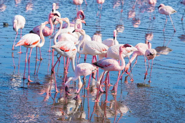 Grupo de flamingos rosados no mar em Walvis Bay, costa atlântica da Namíbia, África
. - Foto, Imagem