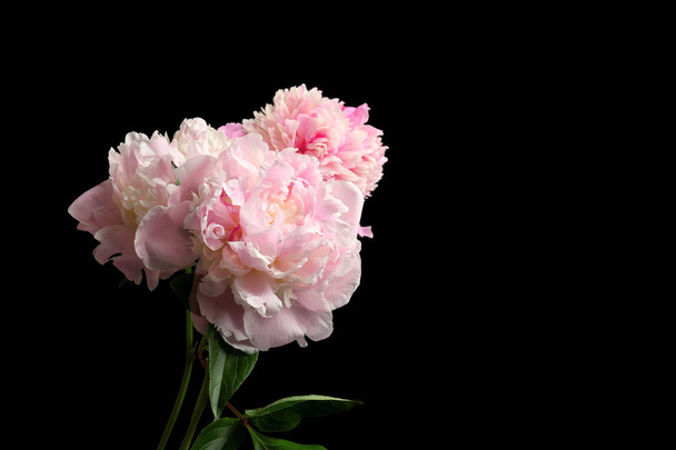 Beautiful peony flowers - Foto, imagen
