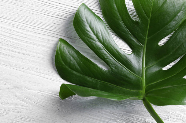 Green tropical leaf   - Фото, зображення