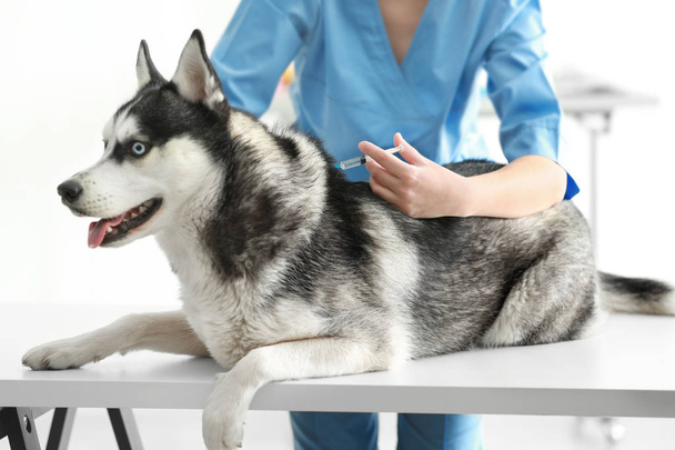 Veterinarian vaccinating husky dog  - Valokuva, kuva
