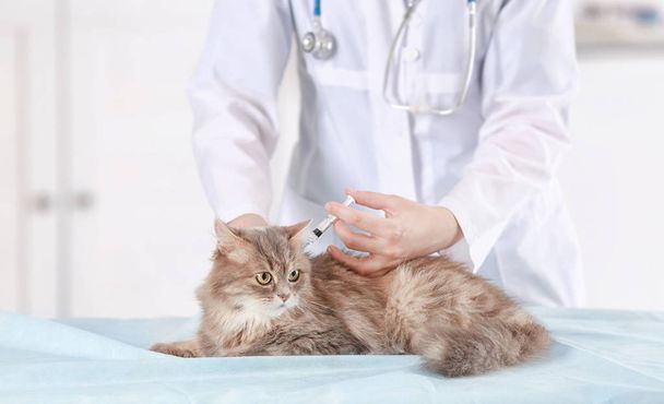 Veterinarian vaccinating cat - Φωτογραφία, εικόνα