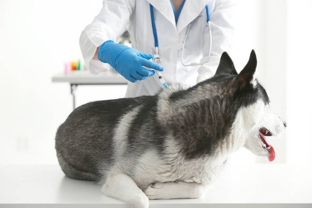 Veterinarian vaccinating husky dog  - Фото, изображение
