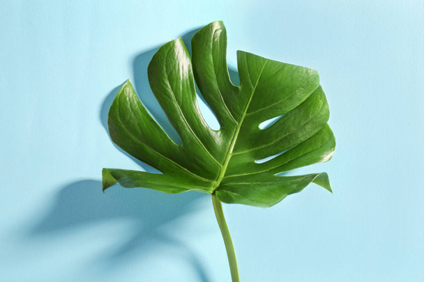 Green tropical leaf   - Valokuva, kuva