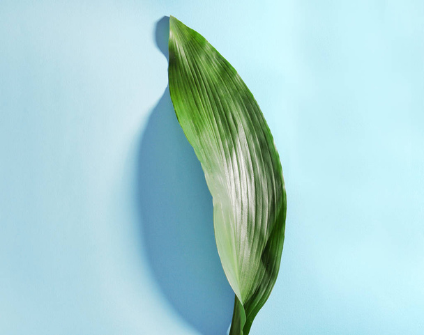 Green tropical leaf   - Photo, Image