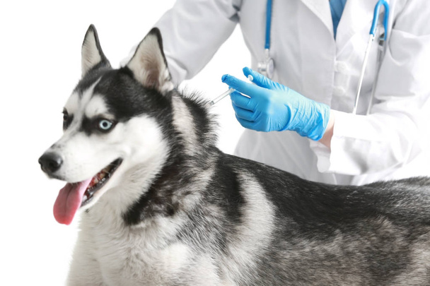 Veterinarian vaccinating husky dog  - Fotó, kép