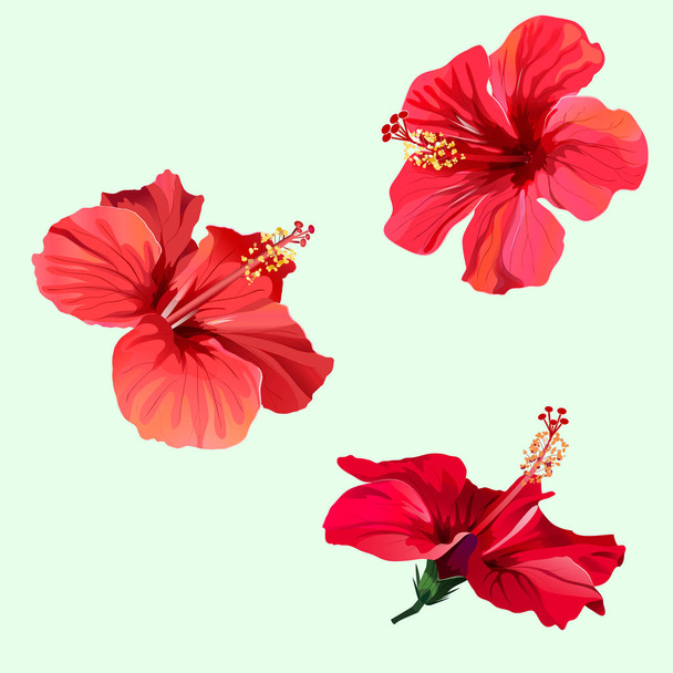 Τρία κόκκινα hibiscus τα λουλούδια - Διάνυσμα, εικόνα