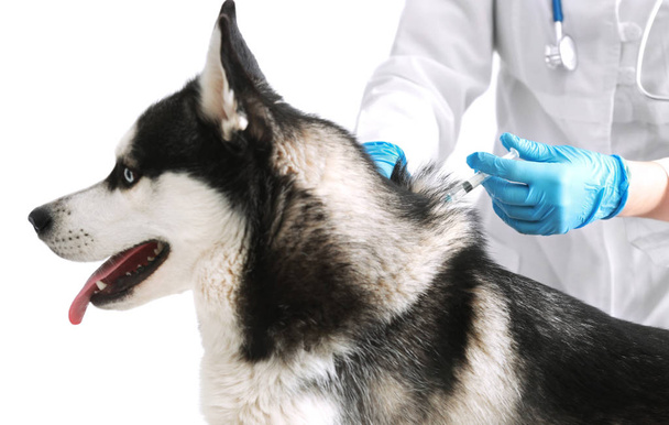 Veterinarian vaccinating husky dog  - Fotografie, Obrázek