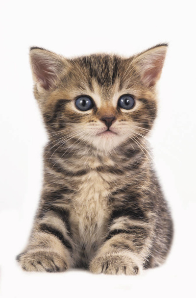 cute british shorthair kitten isolated - Valokuva, kuva