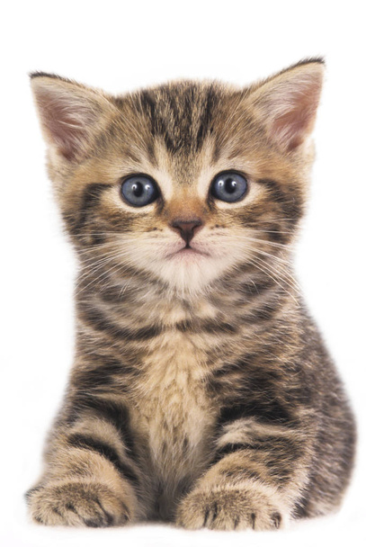 cute british shorthair kitten isolated - Φωτογραφία, εικόνα