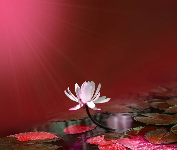 water lily on red pond  background - Photo, Image