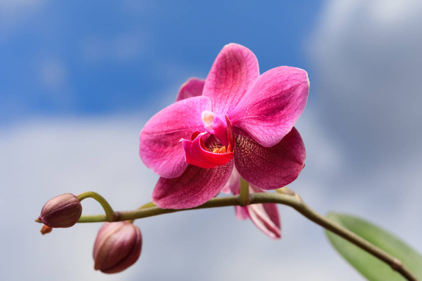 perto da flor de orquídea - Foto, Imagem