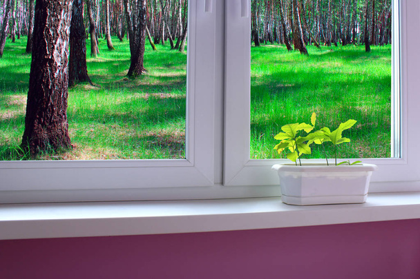 mudas de carvalhos na soleira da janela da janela
 - Foto, Imagem