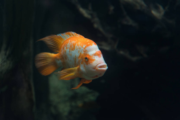 Krásné tropické ryby Cichlasoma citrinellum - Fotografie, Obrázek